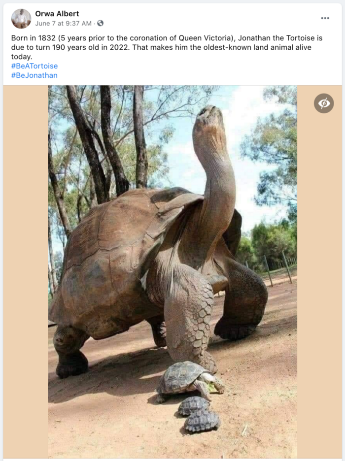 jonathan the tortoise - oldest animal in the world