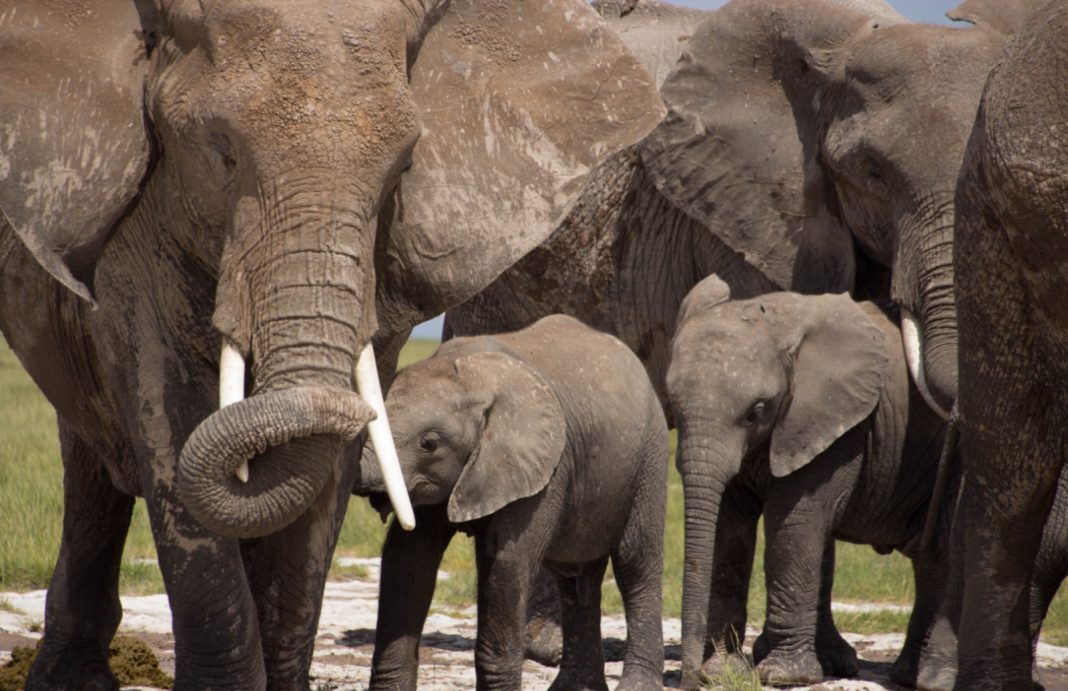Elephant naming in kenya 1