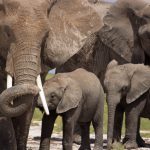 Elephant naming in kenya 1