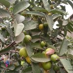health Benefits of Guava leaves and fruit