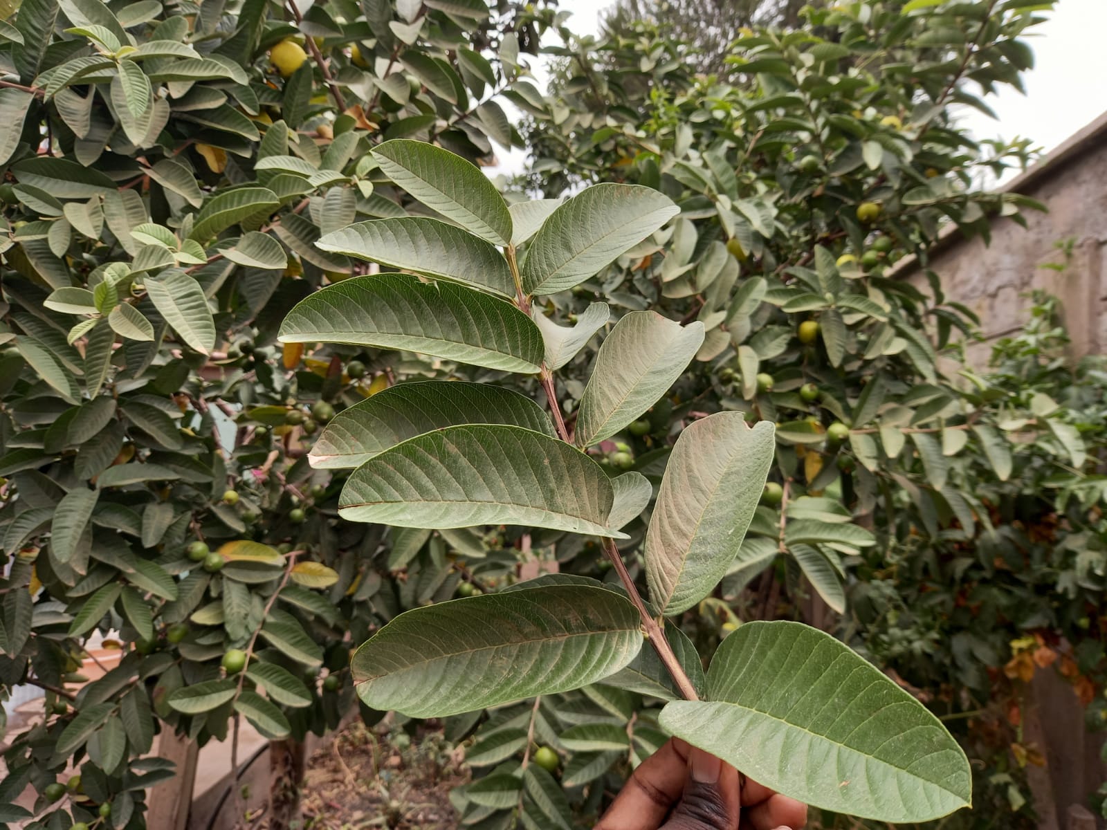Health benefits of guava leaves