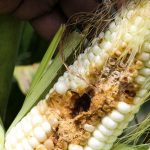 maize pests