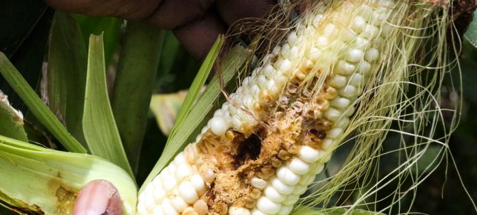 maize pests maize pests
