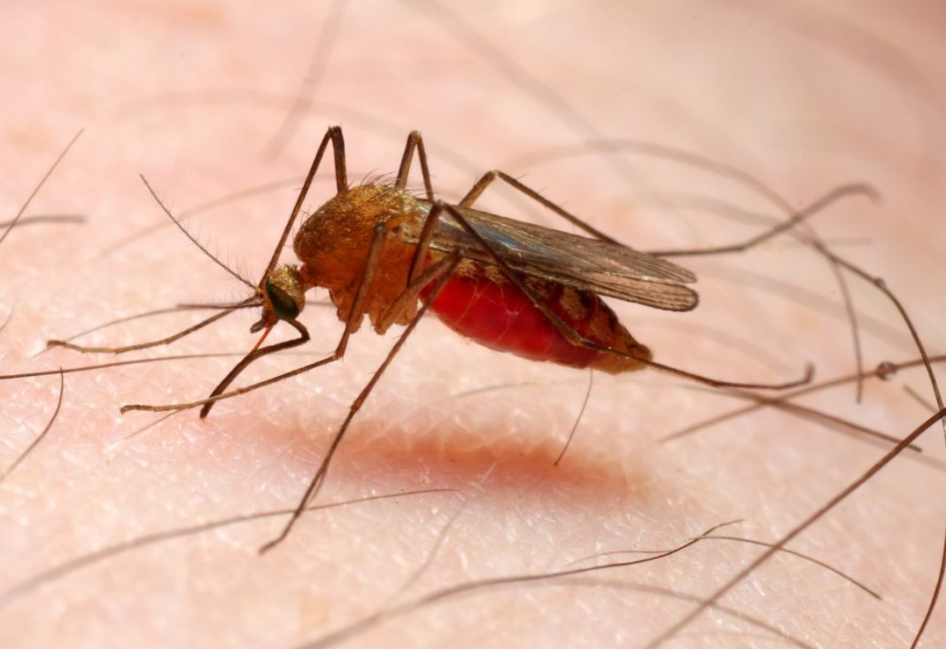 malaria vaccine