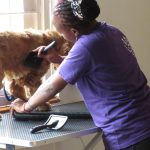 A dog enjoys blow-dry and grooming services at a pet spa in Nairobi. For the full spa packages, pet owners in Nairobi can fork out up to Ksh10,000. [Photo/ @VeryImpawtant]