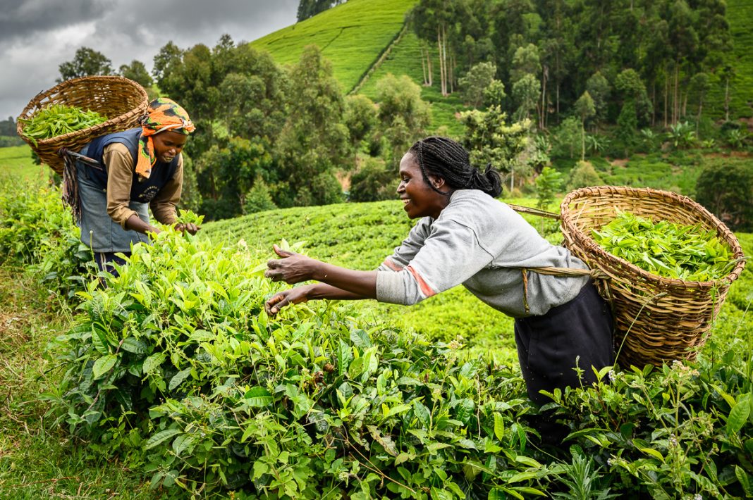 Tea accounts for over 50 percent of Kenya's exports to Afghanistan. [Photo/ Infoglobe.cz]