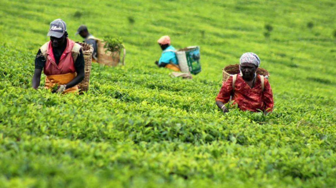 Workers pick tea on a Kericho farm. [Photo/ NMG]