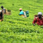 Workers pick tea on a Kericho farm. [Photo/ NMG]