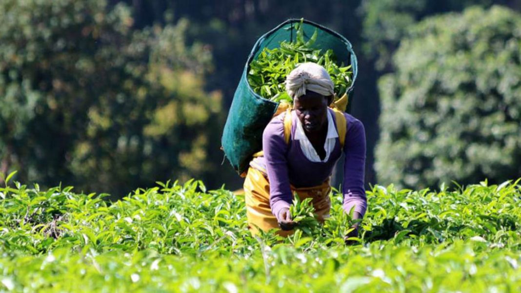A tea picker in Kericho County. Unilever plans to generate power for use in Kericho and Bomet counties where it runs large tea estates. [Photo/ Tony Omondi/NMG]