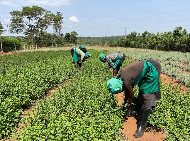 Workers tend to herbs at Tangla Gardens