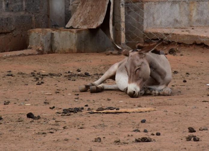 A donkey awaits slaughter at the Star Brilliant abattoir in Naivasha, Kenya. Credit - The Donkey Sanctuary