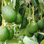 Avocados in Kenya