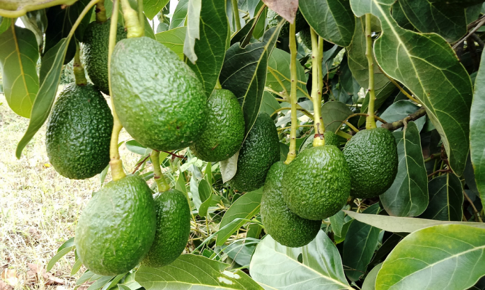 Avocados in Kenya