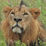 death of lion Sirikoi