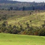 The cabinet, chaired by President Uhuru Kenyatta, in May 2022 approved a policy on large-scale commercialisation of public land in a bid to boost food security and lower the cost of living. [Photo/ African Real Estate]