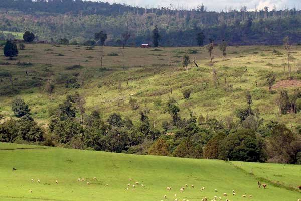 The cabinet, chaired by President Uhuru Kenyatta, in May 2022 approved a policy on large-scale commercialisation of public land in a bid to boost food security and lower the cost of living. [Photo/ African Real Estate]