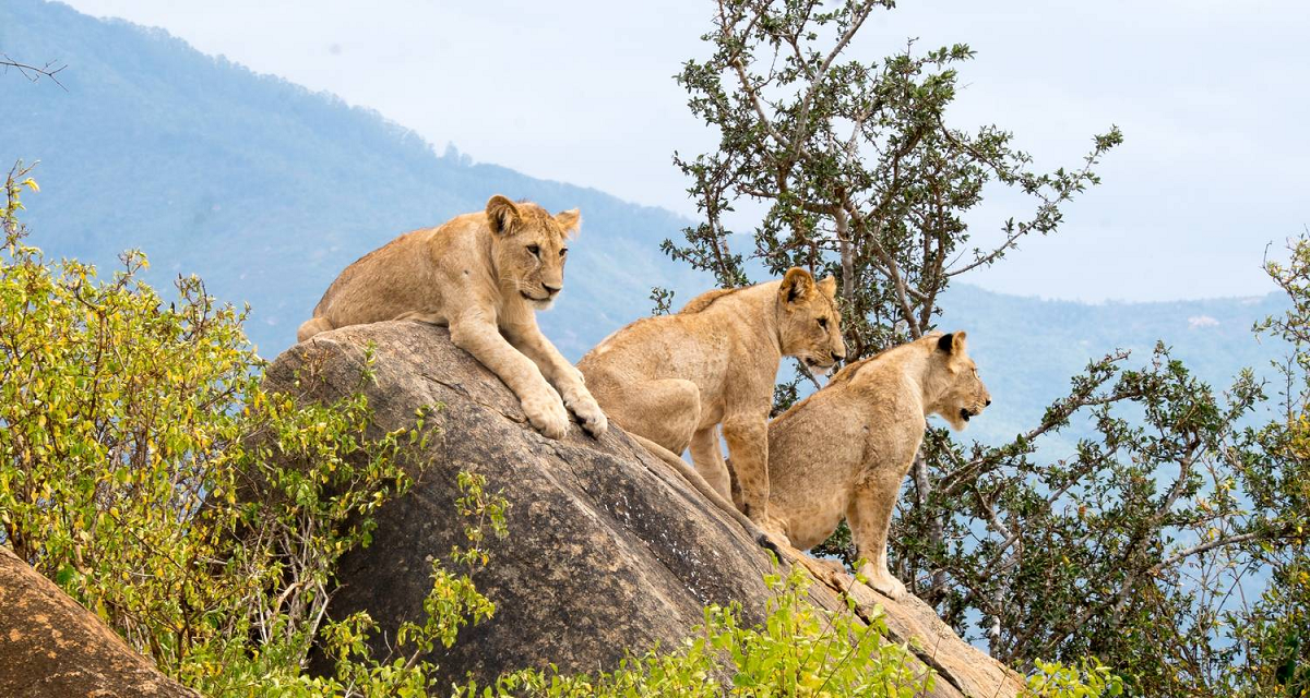  man-eating lions of Tsavo