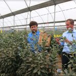 Driscoll’s Vice President of Global Blueberry Leadership, Mr Garland Reiter (left) and Kakuzi MD Chris Flowers inspecting Blueberry orchards