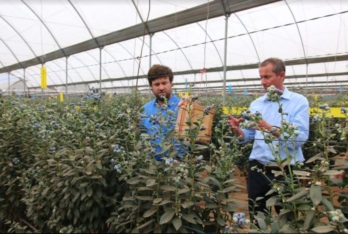 Driscoll’s Vice President of Global Blueberry Leadership, Mr Garland Reiter (left) and Kakuzi MD Chris Flowers inspecting Blueberry orchards