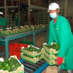 Kakuzi's products include avocados, tea, macadamia nuts and blueberries. It produces primarily for the export market. [Photo/ Pool]