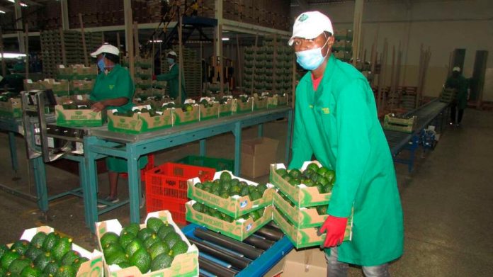 Kakuzi's products include avocados, tea, macadamia nuts and blueberries. It produces primarily for the export market. [Photo/ Pool]