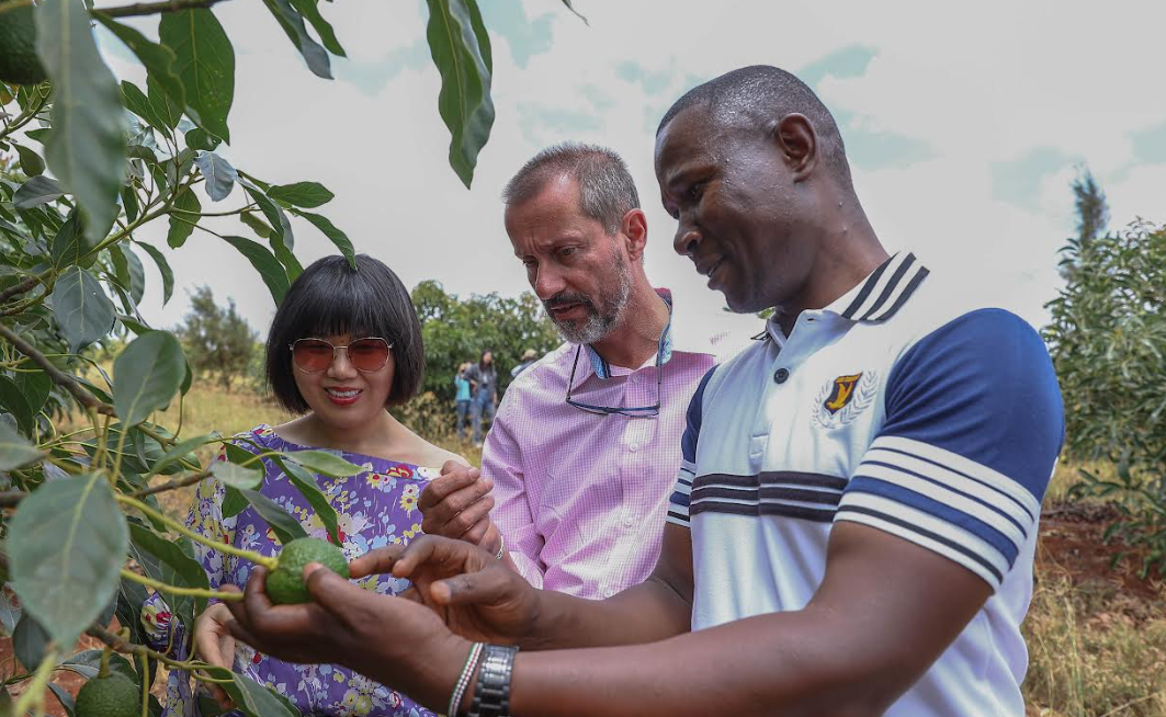 Dalian Yidu Group Business Executive Ms Laura Xu (left) gets a plant husbandry update from Kakuzi Managing Director Mr Chris Flowers (centre) and Corporate Affairs Director Mr Simon Odhiambo (right) at the Kakuzi Avocado Orchards in Makuyu, Murang'a County.