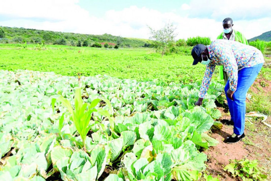 President William Ruto pictured at his Sugoi farm. [Photo/ Mediamax]