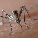 Malaria causing Mosquito