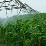 Galana Kulalu food project