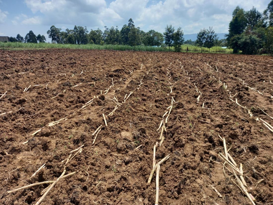 West Kenya Sugar factory