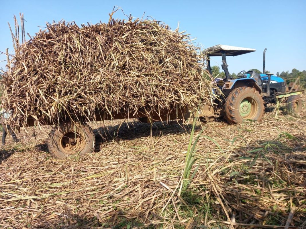 sugarcane harvesting in Western Kenya
