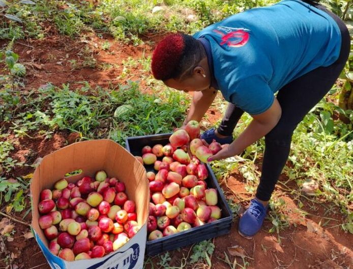 apple farming in kenya today