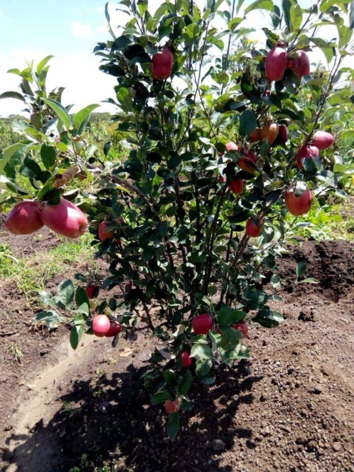 Apple farming in Kenya