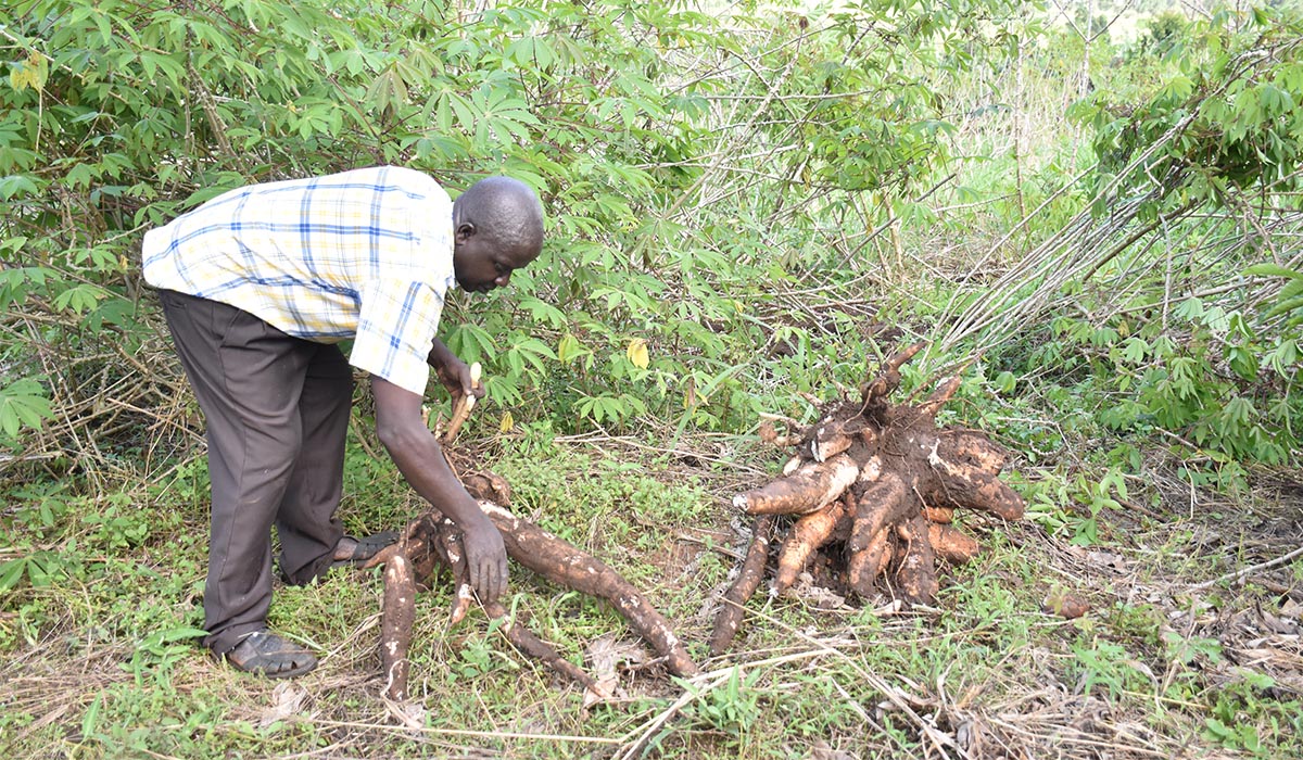 cassava production in kenya