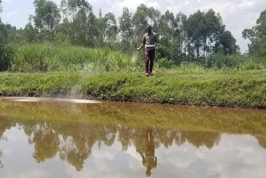 Fish farming in Kenya