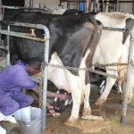 Why Kenyan Dairy Farmers Should Adopt Modern Weighing Technologies