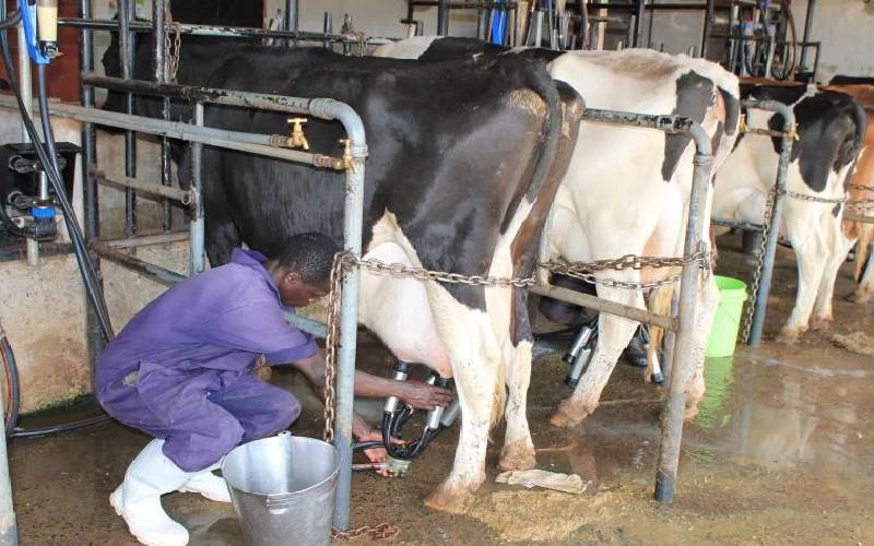 Why Kenyan Dairy Farmers Should Adopt Modern Weighing Technologies