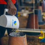 animal feeds manufacturers in kenya