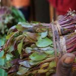 Judge Halts Muguka Ban in Mombasa