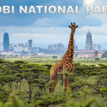A Guide to Nairobi National Park in 2024