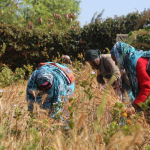Wheat harvest by residents in Marsabit County. County Government supports residents with seeds, subsidized tractor services and land tilling