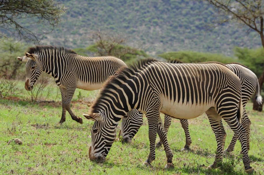 Grevy's Zebra grazing in Samburu National Reserve