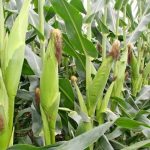 Kenya Sees Increase in Maize Surplus