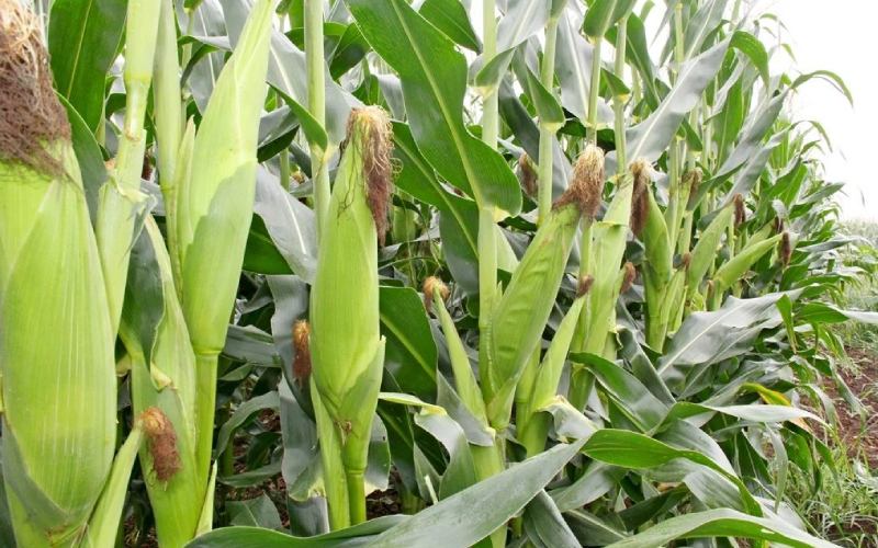 Kenya Sees Increase in Maize Surplus