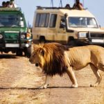 Top 5 Best Travel Companies in Kenya