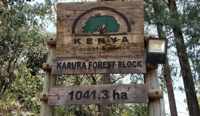 Cutting Down Trees From Karura Forest Is Normal, KFS Says