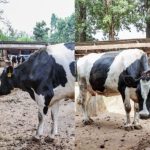 What to Know about President Ruto’s Planned Nationwide Livestock Vaccination Programme