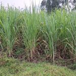 agribusiness in Africa