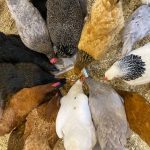 How Farmers Can Boost Their Poultry Feeds with Bio-Slurry