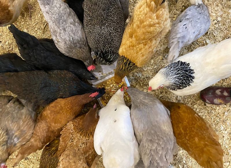 How Farmers Can Boost Their Poultry Feeds with Bio-Slurry